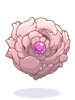 Rosa Shield